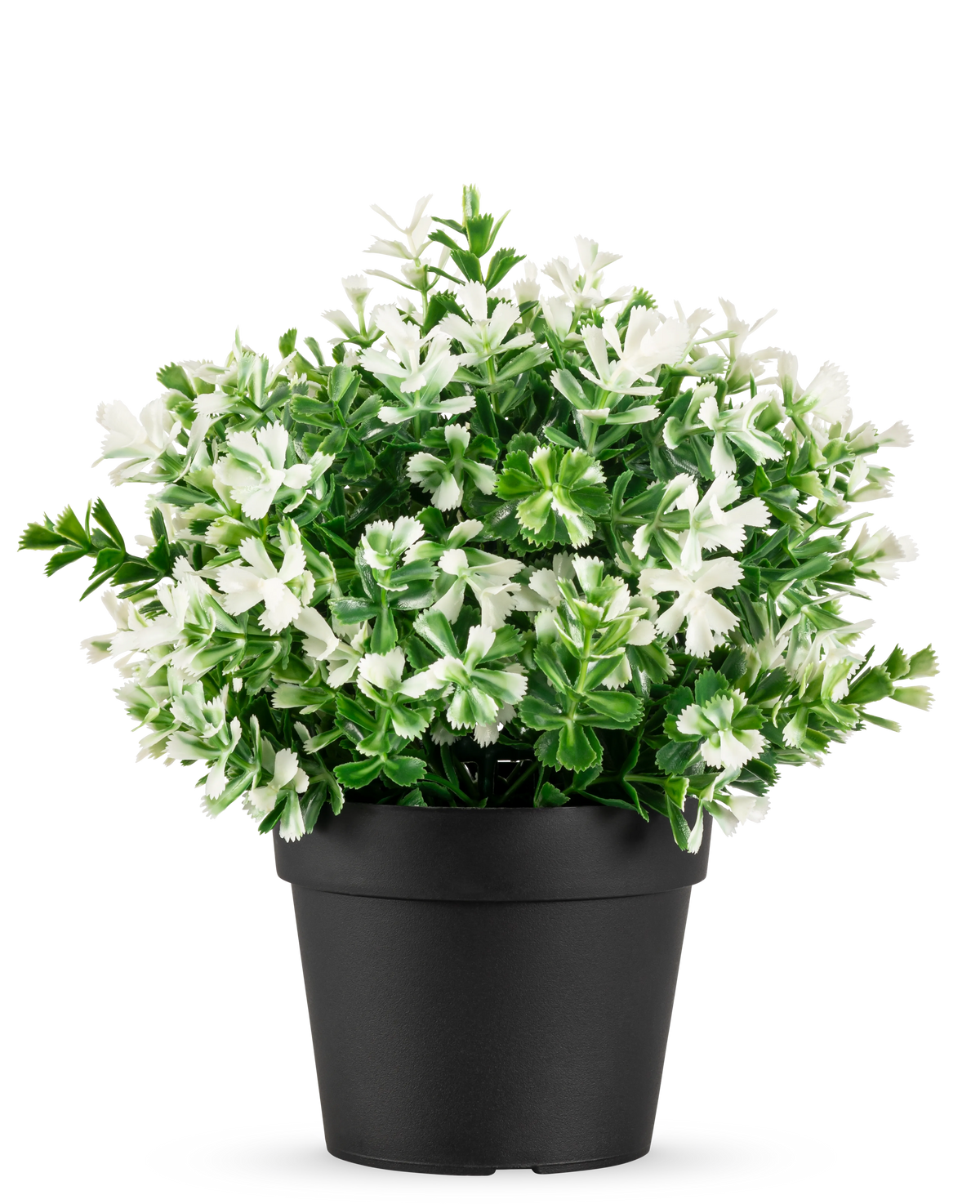 La pianta artificiale di bosso bianco in vaso UV 19 cm ha fitte foglie verdi e numerosi fiori bianchi, disposti in un semplice vaso nero su un semplice sfondo bianco.
