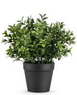 La pianta artificiale Murraya da 21 cm è una piccola pianta in vaso verde lussureggiante con foglie dense e lucide in un semplice vaso nero, raffigurata su un semplice sfondo bianco.