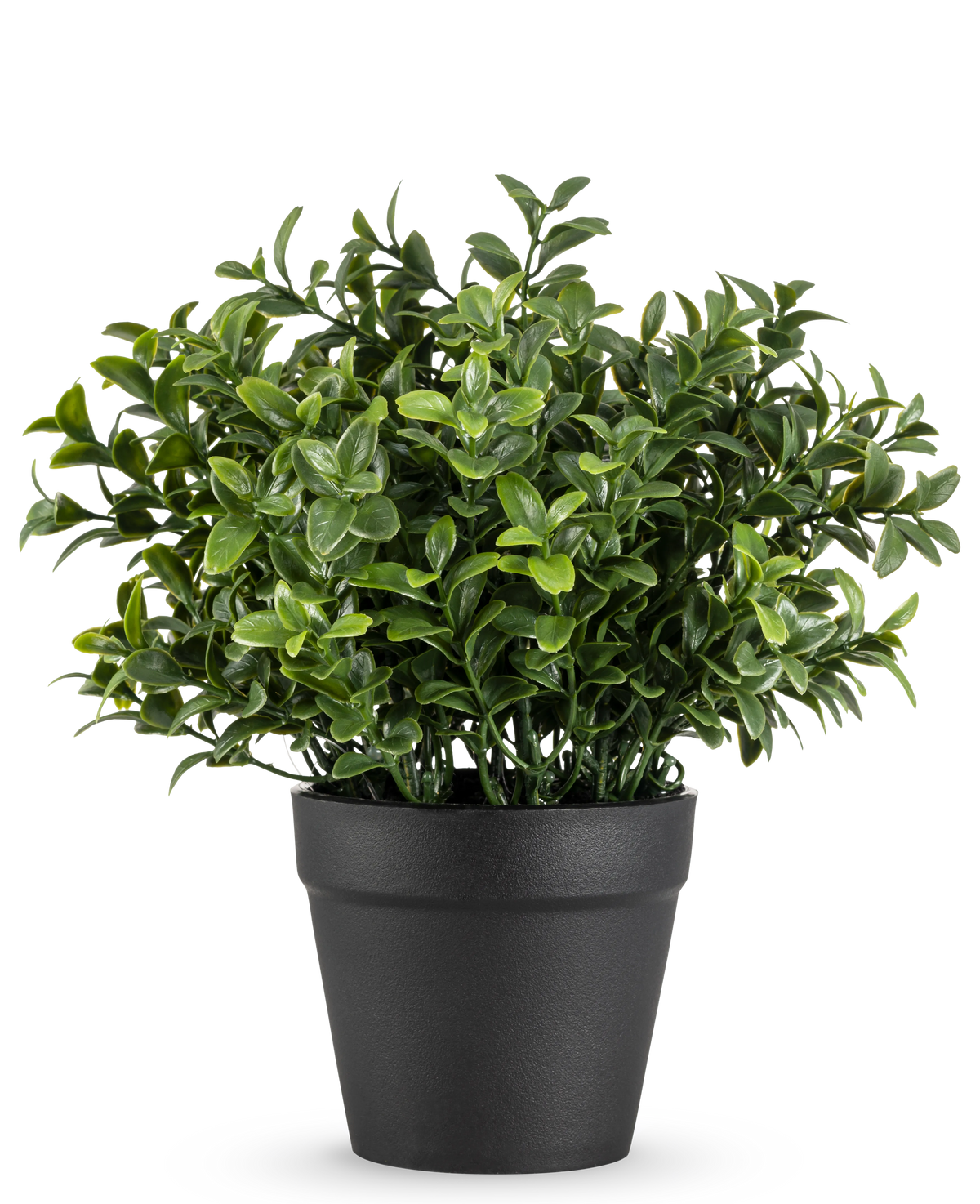 La pianta artificiale Murraya da 21 cm è una piccola pianta in vaso verde lussureggiante con foglie dense e lucide in un semplice vaso nero, raffigurata su un semplice sfondo bianco.
