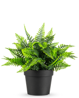 La pianta artificiale di felce in vaso UV 23 cm presenta una realistica felce verde con foglie piumate in un semplice vaso nero, su uno sfondo bianco.