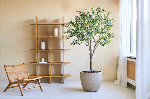 Uno spazio abitativo minimalista è dotato di una sedia in legno, l'olivo artificiale da 200 cm come pianta da vaso realistica e uno scaffale in legno con tre vasi bianchi. La luce del sole filtra attraverso le tende bianche sopra una grande finestra.