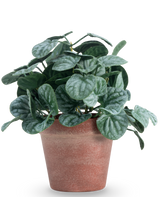 La foglia artificiale di Rugose verde da 26 cm ha foglie rotonde e strutturate di colore verde in un vaso di terracotta rosso-marrone, su uno sfondo bianco semplice.