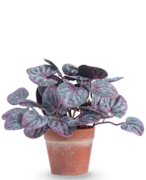 La pianta artificiale Rugose leaf 16 cm grigia è una pianta artificiale con foglie rotonde e colorate nei toni viola e verdi in un vaso di terracotta su uno sfondo bianco a tinta unita.