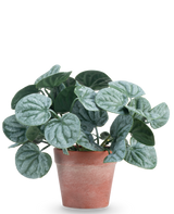 La pianta artificiale Rugose leaf 16 cm verde è una pianta artificiale con foglie verdi rotonde e venature argentate chiare, presentata in un vaso di terracotta rosso-marrone su uno sfondo bianco a tinta unita.