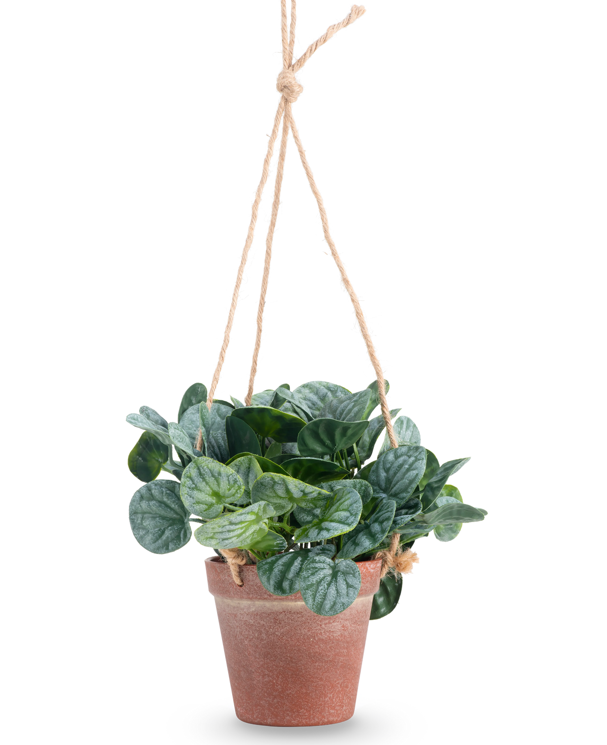 La foglia artificiale di Rugose verde da 18 cm ha foglie verdi rotonde in un vaso sospeso di terracotta, appeso a una corda marrone chiaro, su uno sfondo bianco semplice.
