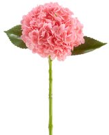 Il fiore artificiale Charlotte Hydrangea Real Touch rosa scuro è un fiore di ortensia artificiale lungo 55 cm, con un grappolo rotondo di petali rosa scuro e foglie verdi su un lungo stelo, isolato su sfondo bianco.