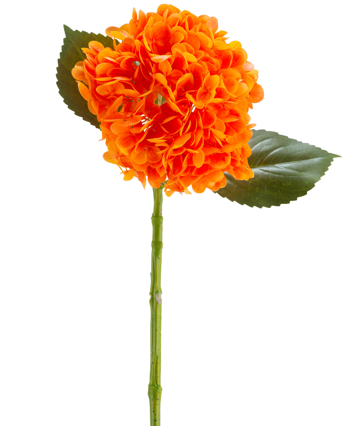 Il fiore artificiale Charlotte Hydrangea Real Touch arancione 55 cm ha un vivace fiore di ortensia arancione con petali, uno stelo verde e due grandi foglie verdi su uno sfondo bianco.