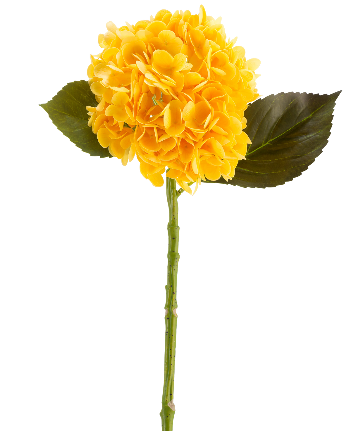 Il fiore artificiale Charlotte Hortensia Real Touch di colore giallo, 55 cm, è un fiore singolo di ortensia artificiale con foglie verdi e un lungo stelo, su sfondo bianco.