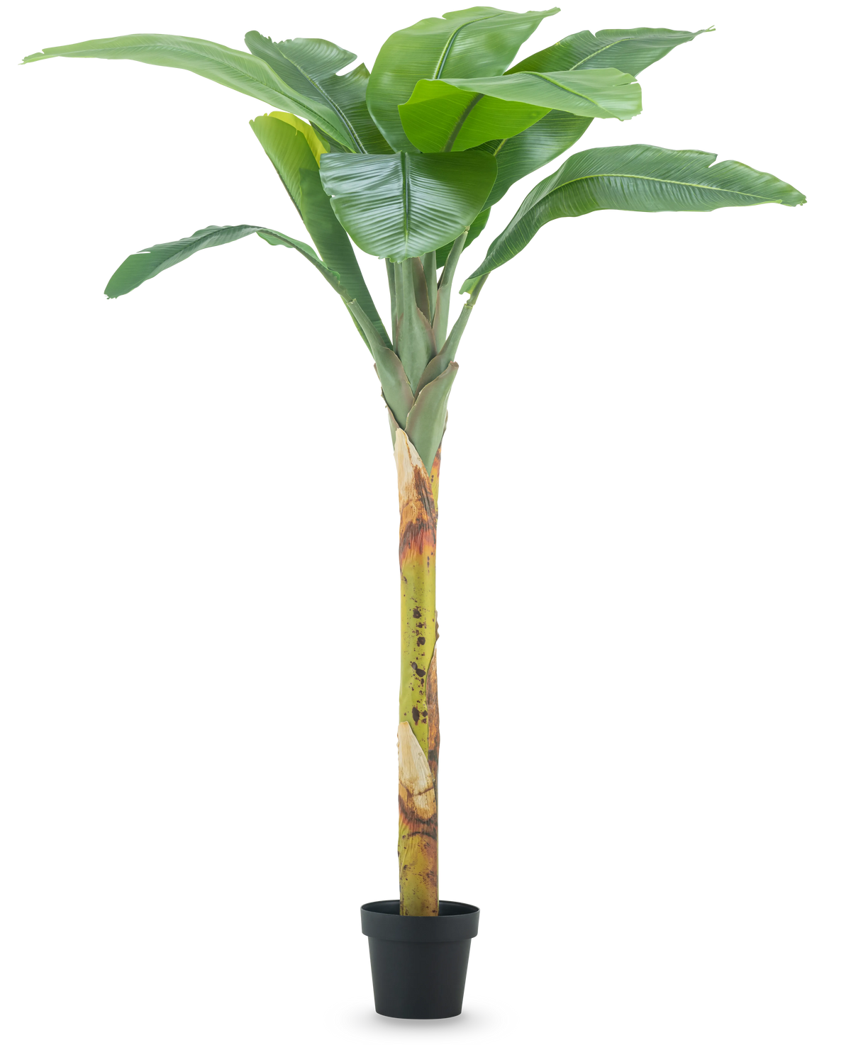 Il banano artificiale da 180 cm ha ampie foglie verdi e uno stelo strutturato in un piccolo vaso nero, su uno sfondo bianco a tinta unita.