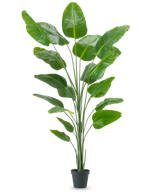 La pianta artificiale Strelitzia 240 cm real touch ha grandi foglie verdi lucide in un vaso nero, su uno sfondo bianco a tinta unita.