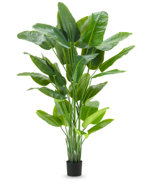 La pianta artificiale Strelitzia Real Touch Deluxe 210 cm ha un fogliame verde alto e vibrante con foglie grandi e lucide in un semplice vaso nero, su uno sfondo bianco a tinta unita.