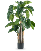 Una pianta artificiale di Alocasia da 150 cm ha ampie foglie verdi e tre spessi steli marroni in un semplice vaso cilindrico nero, raffigurato su uno sfondo bianco.