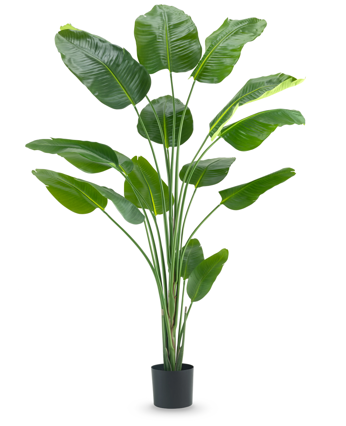 La pianta artificiale Strelitzia 210 cm real touch ha steli lunghi e sottili e grandi foglie verdi lucide su uno sfondo bianco semplice.