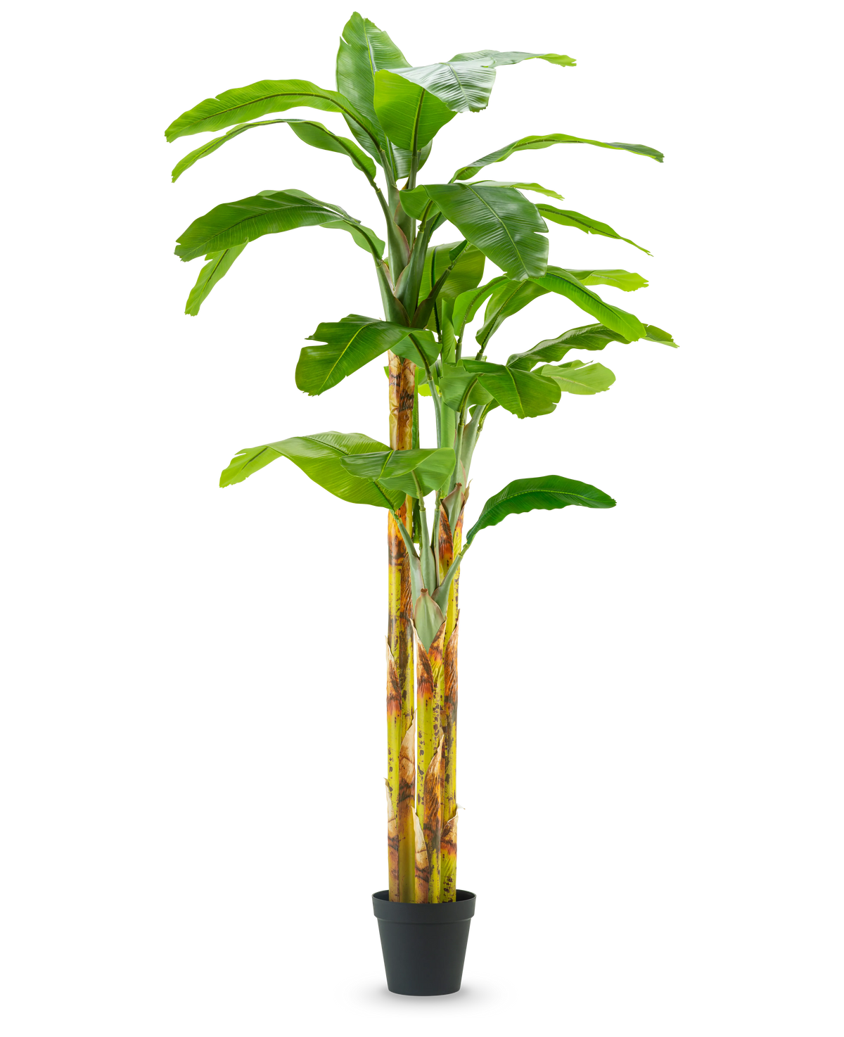 Il banano artificiale da 270 cm ha larghe foglie verdi e steli giallo-verdi in un piccolo vaso nero, su uno sfondo bianco a tinta unita.