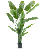 La pianta artificiale Strelitzia Nicolai Deluxe 210 cm ha foglie verdi lunghe e larghe in un semplice vaso nero su sfondo bianco. Questa pianta artificiale tropicale dona ad ogni stanza un tocco tropicale lussureggiante.