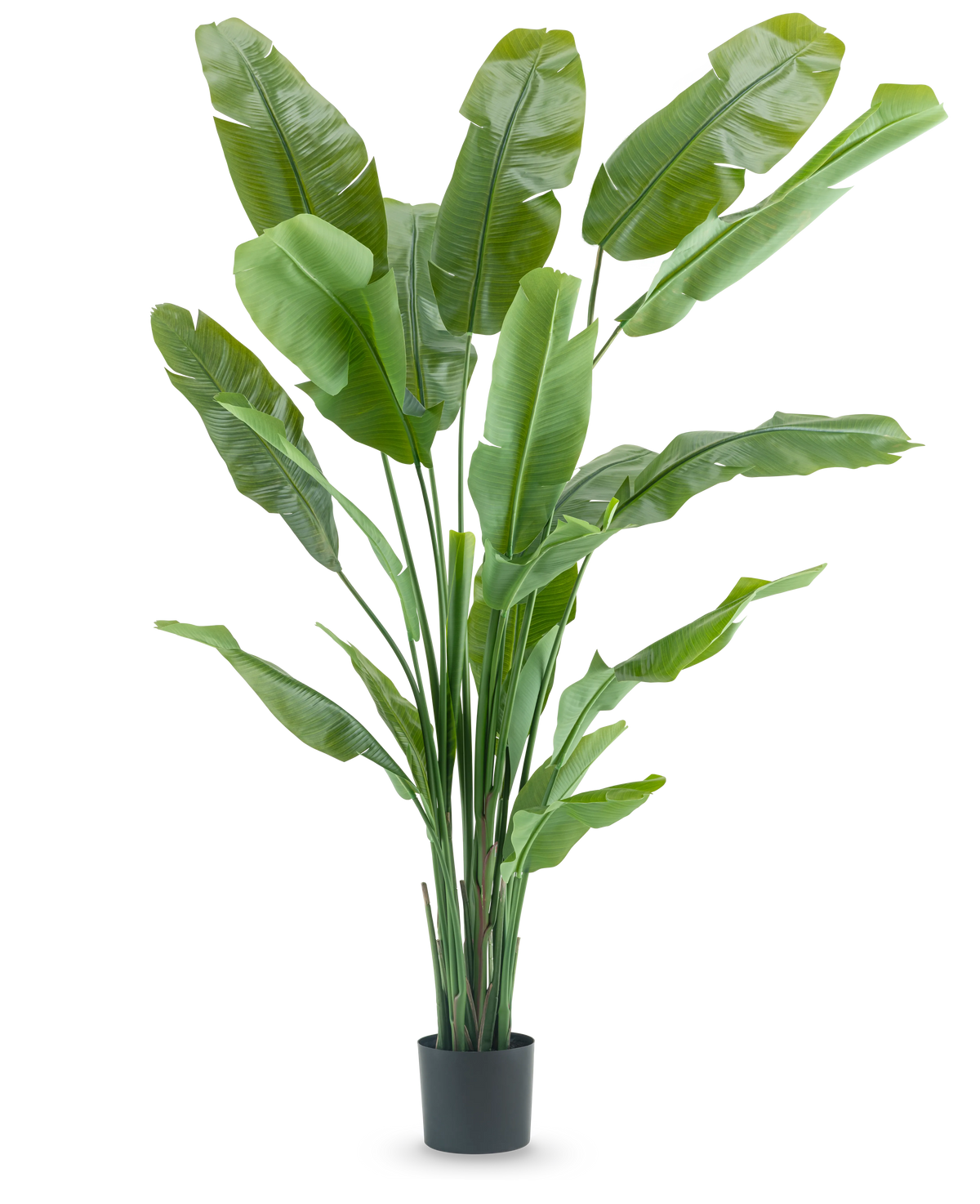 La pianta artificiale Strelitzia Nicolai Deluxe 210 cm ha foglie verdi lunghe e larghe in un semplice vaso nero su sfondo bianco. Questa pianta artificiale tropicale dona ad ogni stanza un tocco tropicale lussureggiante.