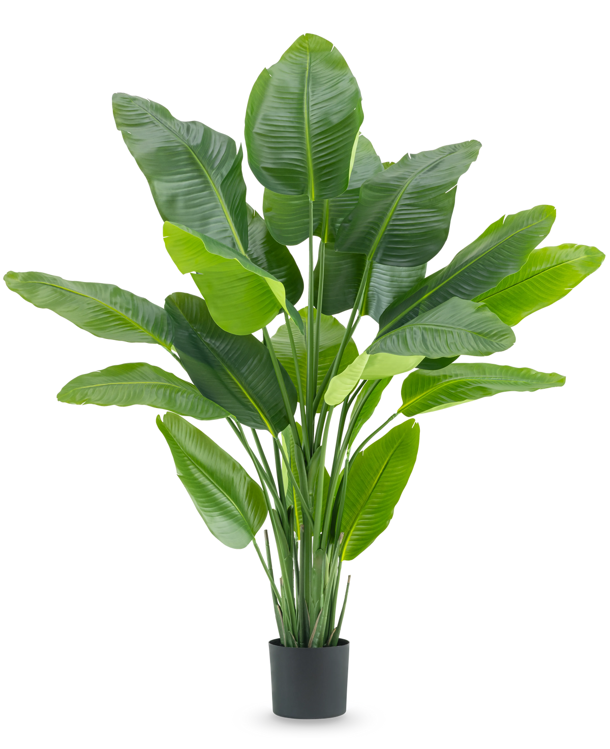 La pianta artificiale Strelitzia Real Touch Deluxe 180 cm è una pianta artificiale alta con grandi foglie verdi lucenti come un uccello del paradiso tropicale, in un semplice vaso nero su sfondo bianco.