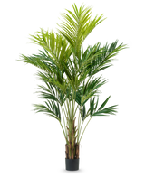 La pianta artificiale Kentia Palm da 270 cm ha molteplici steli sottili e lunghe foglie verdi arcuate in un vaso alto, su uno sfondo bianco semplice.