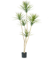 La pianta artificiale Dracaena Fragnans 180 cm è una pianta artificiale alta con diversi steli lunghi e sottili e mazzi di foglie verdi appuntite su uno sfondo bianco semplice.