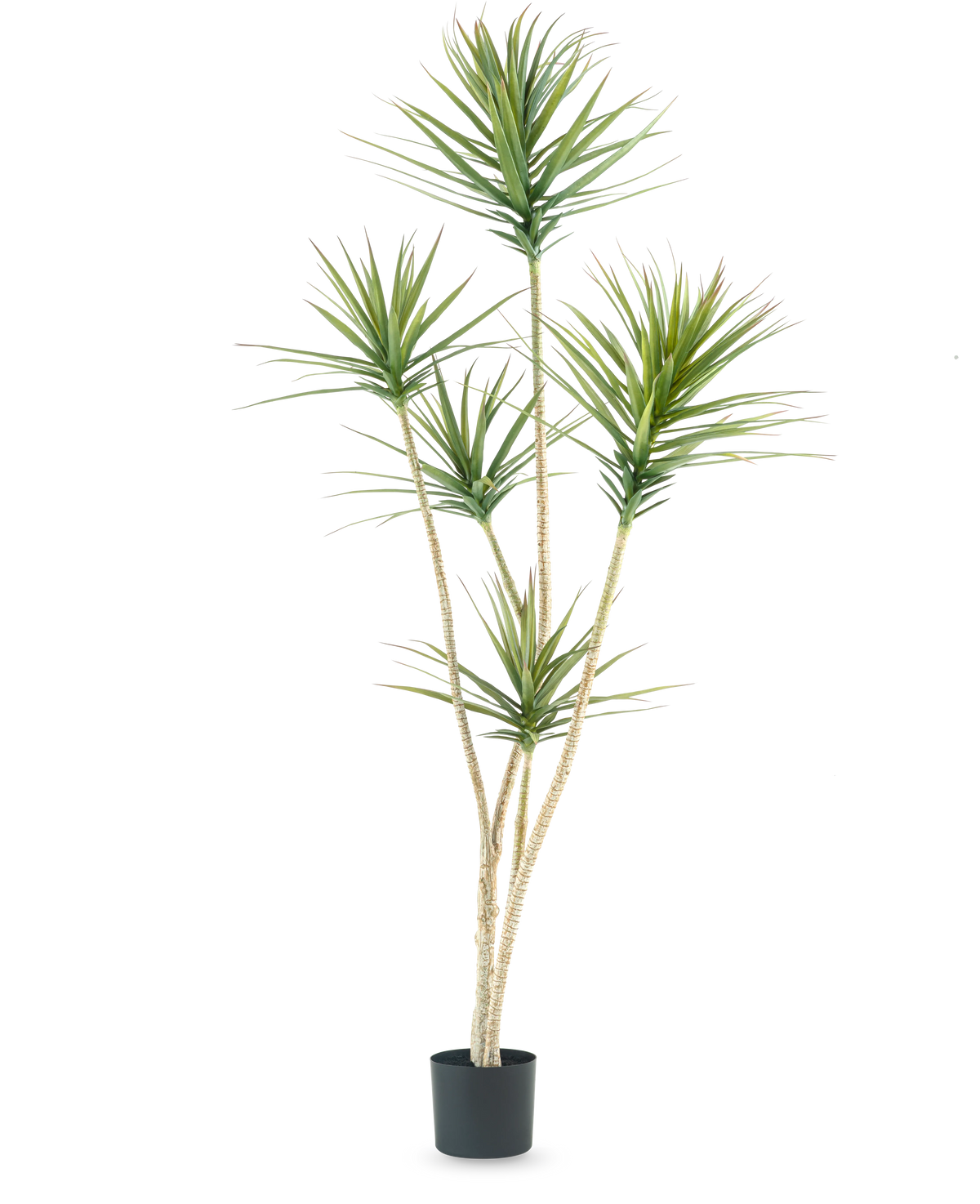 La pianta artificiale Dracaena Fragnans 180 cm è una pianta artificiale alta con diversi steli lunghi e sottili e mazzi di foglie verdi appuntite su uno sfondo bianco semplice.