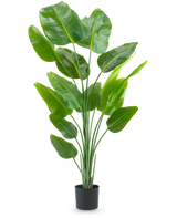 La pianta artificiale Strelitzia 180 cm real touch è una pianta artificiale alta e verde con lunghi steli e foglie grandi e lucenti che ricordano un uccello del paradiso, su uno sfondo bianco semplice.