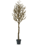 L'albero decorativo con rami 180 cm è un albero spoglio, senza foglie, con molti rami in un vaso di plastica nera, su uno sfondo bianco a tinta unita.