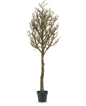 L'albero decorativo con rami 180 cm è un albero spoglio, senza foglie, con molti rami in un vaso di plastica nera, su uno sfondo bianco a tinta unita.