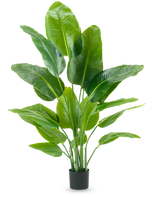 La pianta artificiale Strelitzia Real Touch Deluxe 150 cm ha steli alti con grandi foglie verdi lucide, in un semplice vaso nero su uno sfondo bianco a tinta unita.