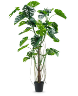 La pianta artificiale Monstera 240 cm è una pianta artificiale alta con diverse foglie verdi divise e lunghi viticci in un vaso nero, posizionato su un semplice sfondo bianco.