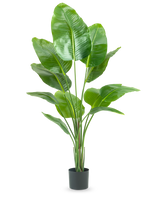 La pianta artificiale Strelitzia 150 cm real touch2 ha grandi foglie verdi lucide con un aspetto realistico da "uccello del paradiso" e una finitura realistica, presentate su un semplice sfondo bianco.