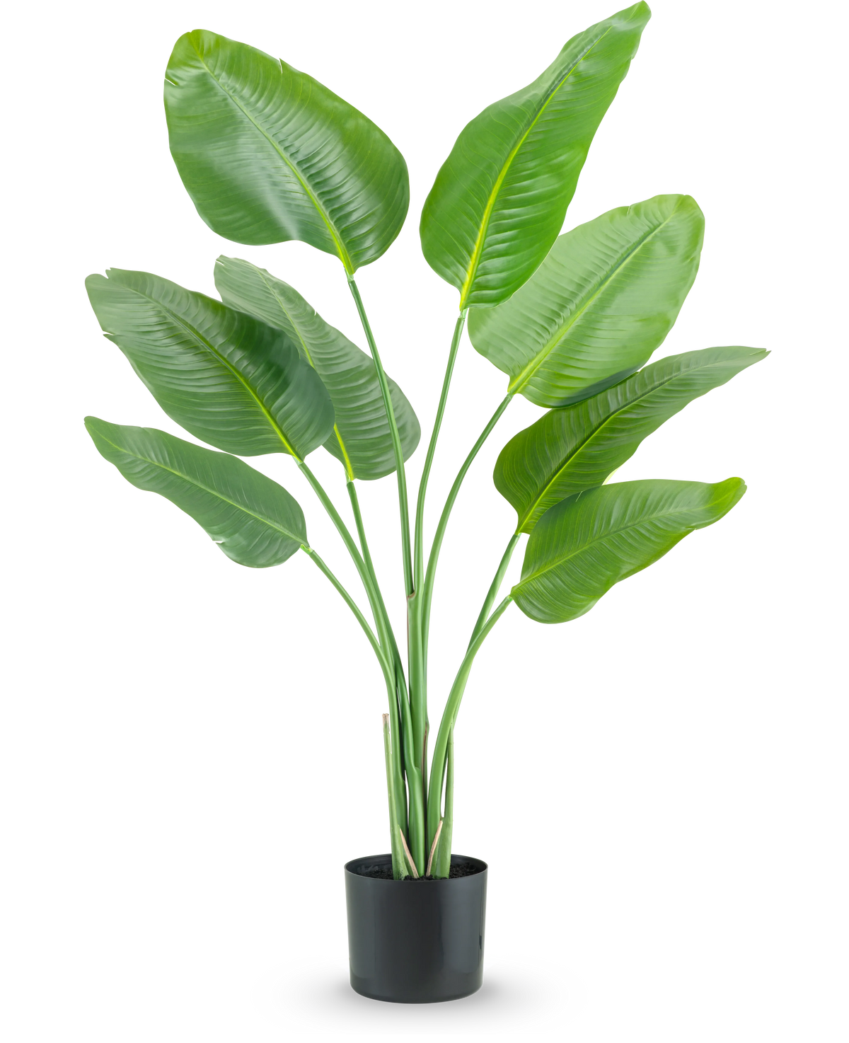 La pianta artificiale Strelitzia 120 cm real touch ha foglie allungate alte, verdi, che crescono verso l'alto in un vaso nero, su uno sfondo bianco a tinta unita.