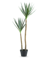 La pianta artificiale Heneken 120 cm è una pianta di yucca artificiale con due tronchi alti e sottili e foglie verdi appuntite su uno sfondo bianco a tinta unita.