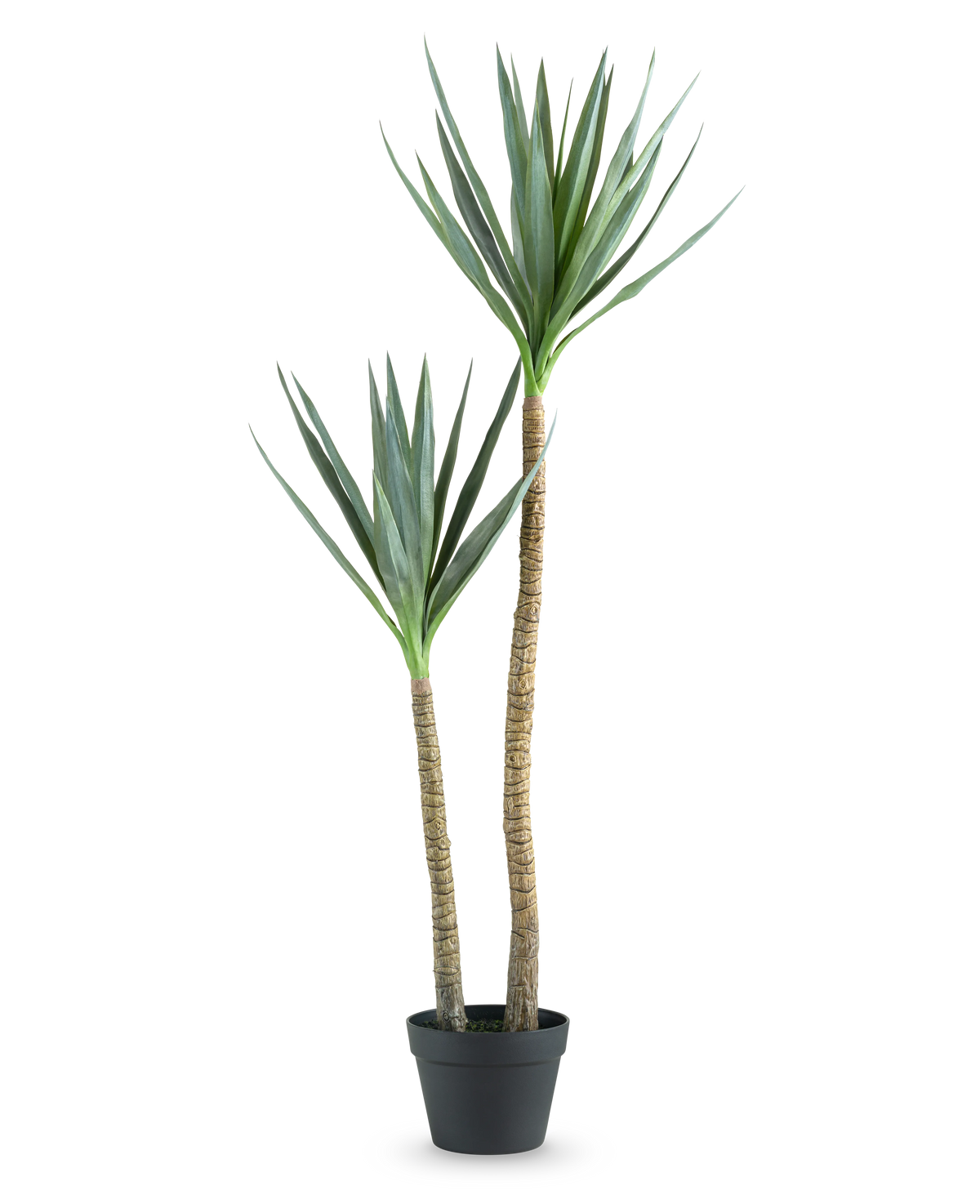 La pianta artificiale Heneken 120 cm è una pianta di yucca artificiale con due tronchi alti e sottili e foglie verdi appuntite su uno sfondo bianco a tinta unita.
