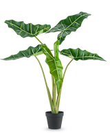 La pianta artificiale Alocasia da 80 cm ha grandi foglie a forma di freccia verde scuro con venature verde chiaro e viene fornita in un semplice vaso nero, su uno sfondo bianco a tinta unita.