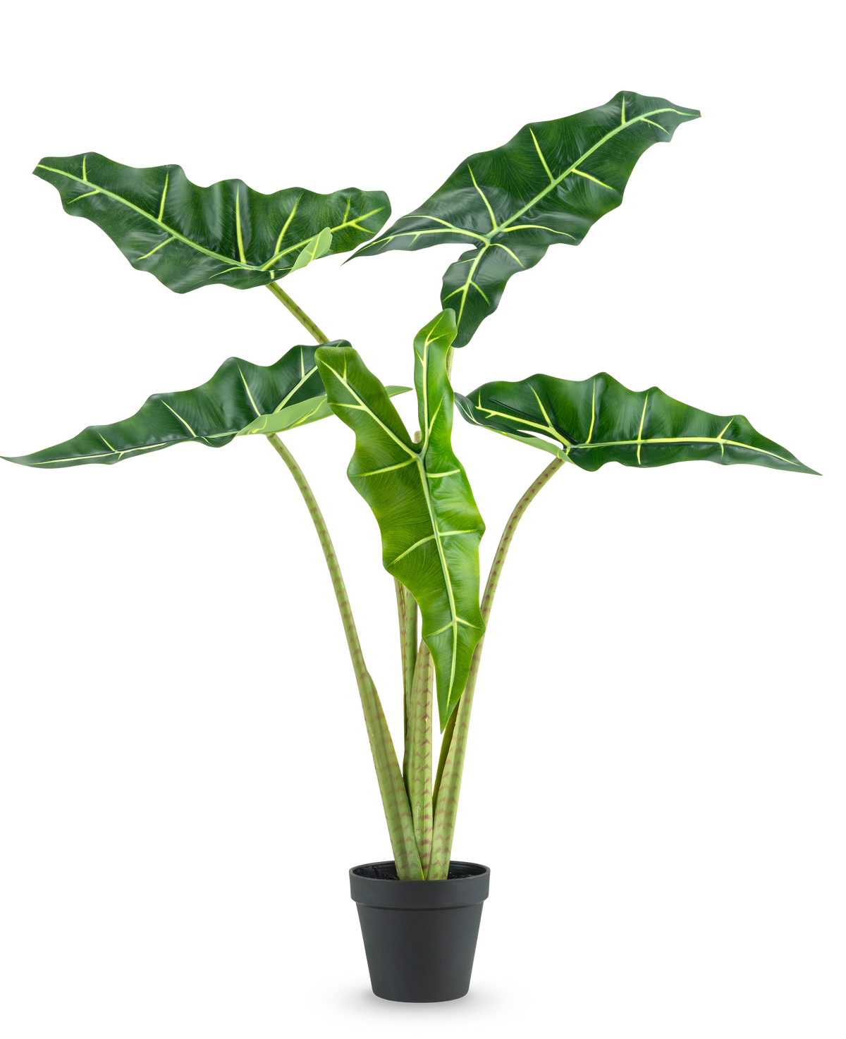 La pianta artificiale Alocasia da 80 cm ha grandi foglie a forma di freccia verde scuro con venature verde chiaro e viene fornita in un semplice vaso nero, su uno sfondo bianco a tinta unita.
