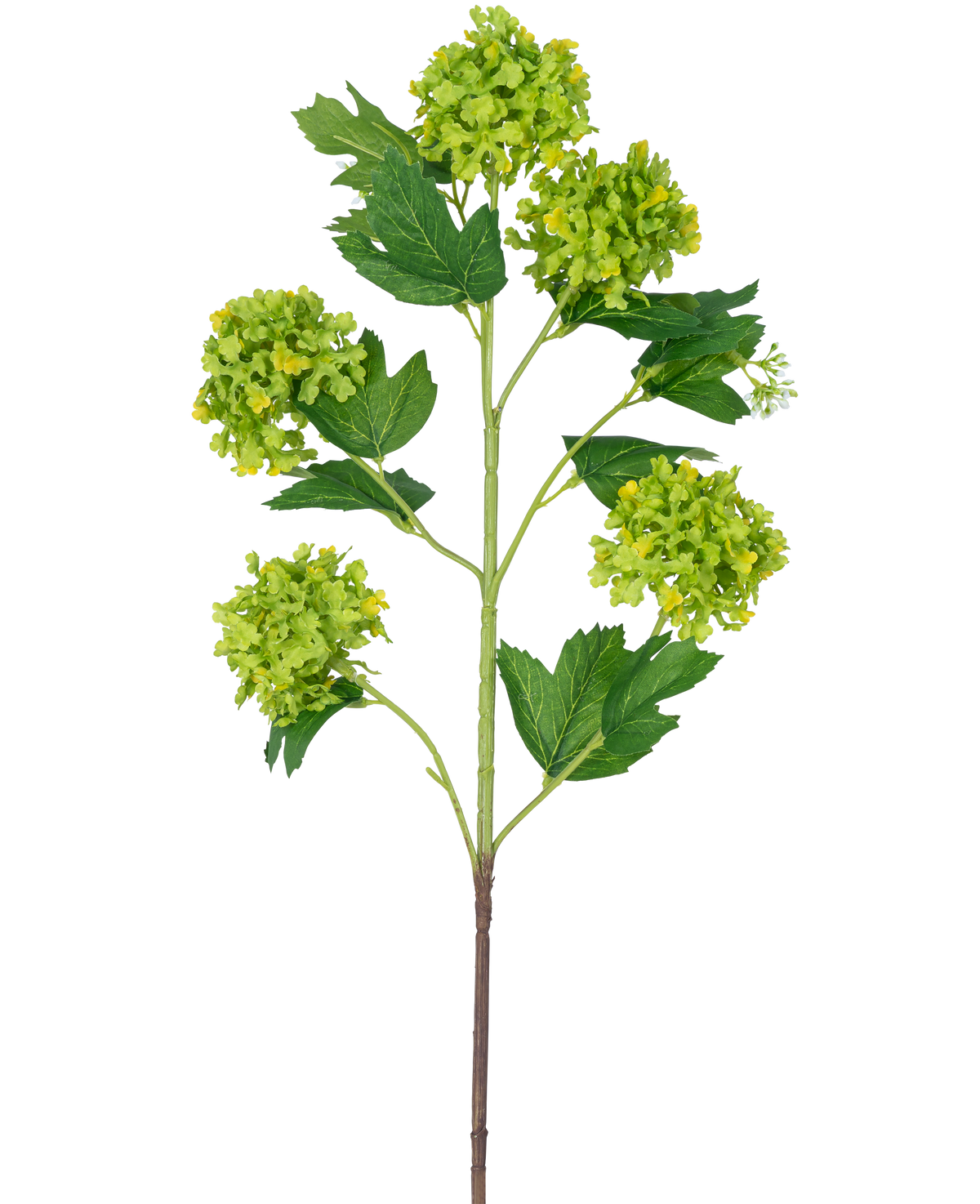 Il ramo artificiale Snowball 77 cm verde ha un unico stelo con diversi mazzi di fiori rotondi di colore verde-giallo e foglie dentellate di colore verde scuro, il tutto su uno sfondo bianco.