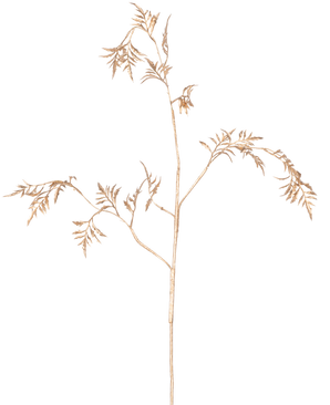 Il ramo artificiale di felce Mini 75 cm oro ha delicati steli marrone chiaro con foglie sottili e piumate che si ramificano su uno sfondo bianco semplice.