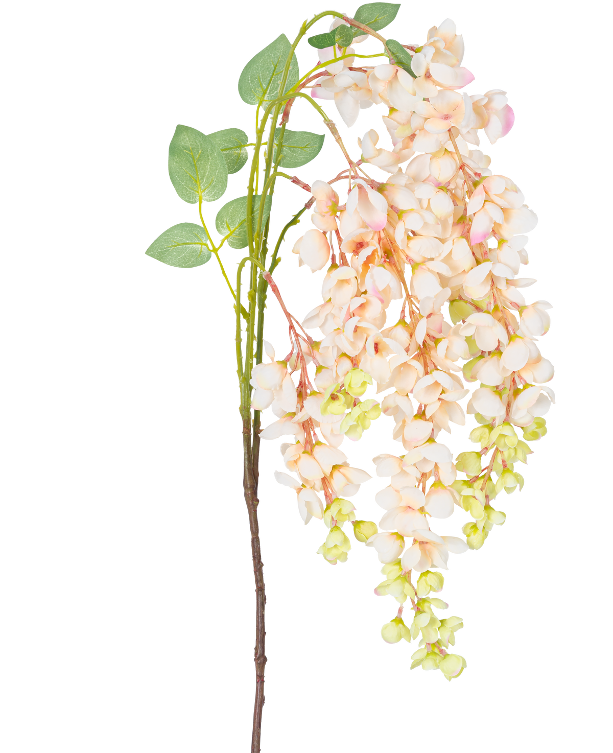 Il Fiore Artificiale Glicine Crema 100 cm ha un unico stelo con mazzi di fiori di glicine rosa chiaro e crema, boccioli verdi e foglie verdi su sfondo bianco.