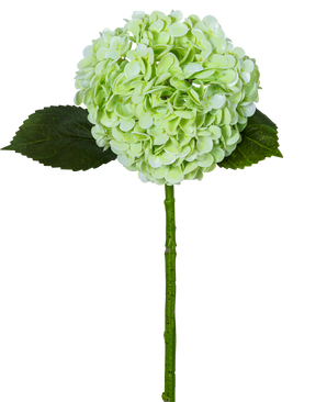 L'Ortensia Artificiale "Annabelle" Real Touch Green 55 cm ha un unico fiore di ortensia verde chiaro con un grappolo rotondo, due foglie verde scuro e un lungo stelo, il tutto isolato su uno sfondo bianco.