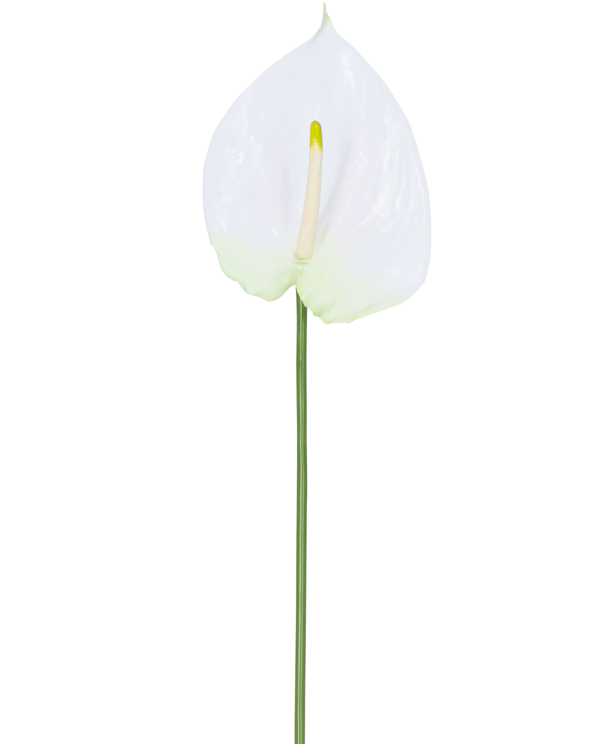 Il fiore artificiale Anthurium bianco da 68 cm ha un singolo anthurium artificiale bianco con uno spadice giallo chiaro su un lungo stelo verde. Ideale per qualsiasi spazio, offre un'eleganza duratura e non richiede acqua.