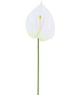 Il fiore artificiale Anthurium bianco da 68 cm ha un singolo anthurium artificiale bianco con uno spadice giallo chiaro su un lungo stelo verde. Ideale per qualsiasi spazio, offre un'eleganza duratura e non richiede acqua.