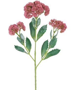 Un'illustrazione digitale del ramo artificiale Sedum 48 cm rosso mostra una pianta da fiore con foglie verdi e mazzi di piccoli fiori rosa-viola su steli ramificati, su uno sfondo bianco.
