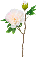 Un singolo stelo di peonia artificiale bianca da 50 cm ha un grande fiore di peonia bianca in piena fioritura, un bocciolo chiuso e foglie verdi su uno sfondo bianco semplice.