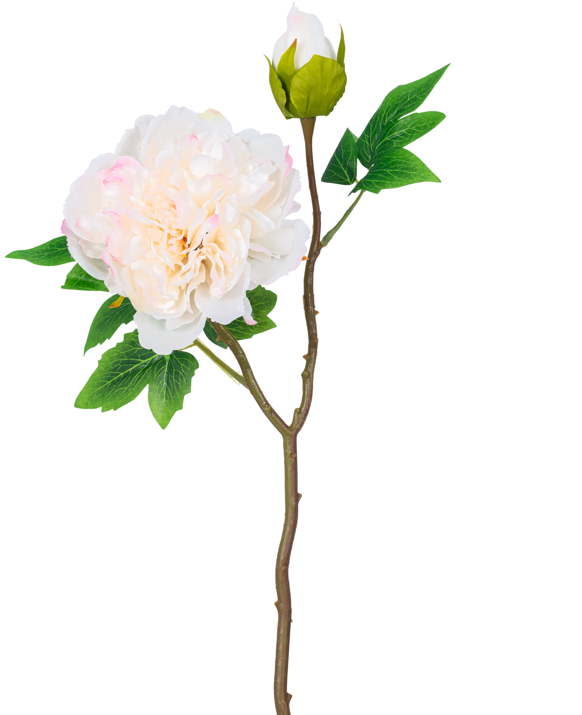 Un singolo stelo di peonia artificiale bianca da 50 cm ha un grande fiore di peonia bianca in piena fioritura, un bocciolo chiuso e foglie verdi su uno sfondo bianco semplice.