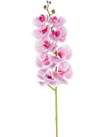 L'orchidea artificiale Real Touch Deluxe 105 cm in fucsia/bianco ha un unico stelo con fiori multipli, con petali venati rosa realistici che formano un sorprendente accento decorativo su uno sfondo bianco semplice.