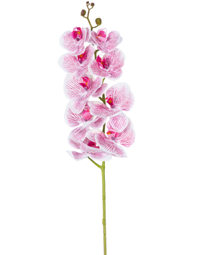 L'orchidea artificiale Real Touch Deluxe 105 cm in fucsia/bianco ha un unico stelo con fiori multipli, con petali venati rosa realistici che formano un sorprendente accento decorativo su uno sfondo bianco semplice.