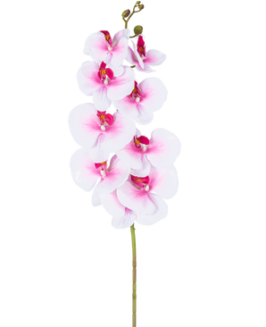L'orchidea artificiale Real Touch Deluxe 105 cm rosa/bianco ha un unico stelo artificiale di phalaenopsis rosa con accenti bianchi, fiori e boccioli di seta realistici, il tutto elegantemente visualizzato su uno sfondo bianco.