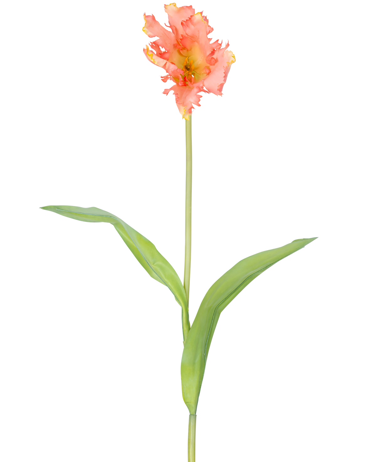 Un singolo fiore artificiale tulipano parrocchetto francese di 76 cm di corallo con volant di petali rosa e gialli e due lunghe foglie verdi su un lungo stelo, su uno sfondo bianco semplice.