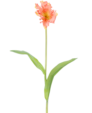 Un singolo fiore artificiale tulipano parrocchetto francese di 76 cm di corallo con volant di petali rosa e gialli e due lunghe foglie verdi su un lungo stelo, su uno sfondo bianco semplice.