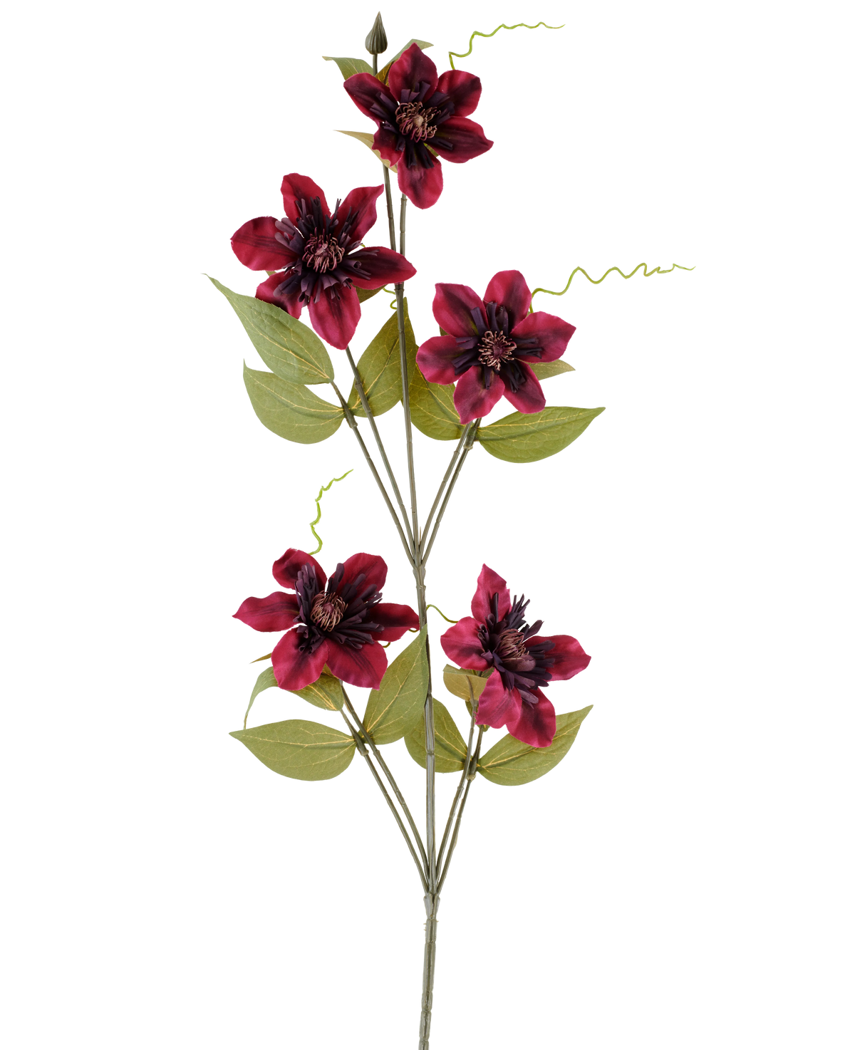 Un singolo fiore artificiale Clematis 78 cm bordeaux, uno stelo artificiale, composto da cinque fiori rosso intenso color bordeaux con centri scuri, circondati da foglie verdi e viticci arricciati, su uno sfondo bianco semplice.